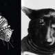 Illustration for article titled The First Animals In Space